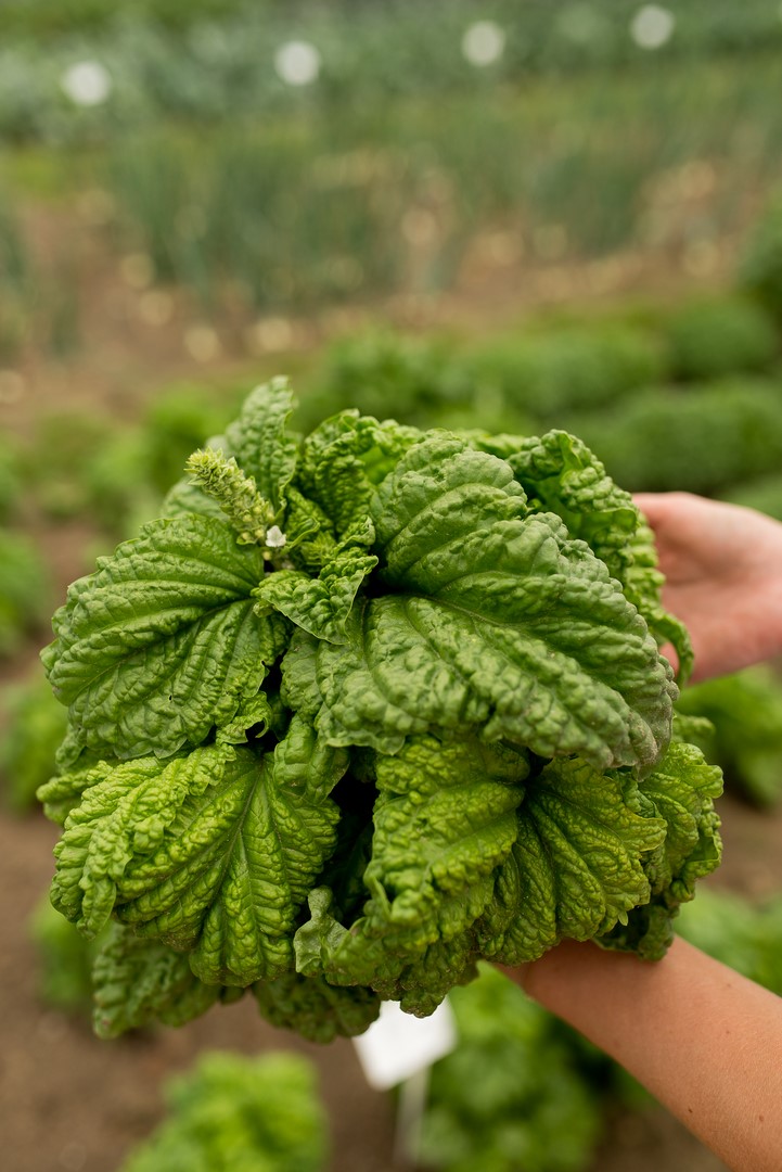 bazylia o pofalowanych liściach